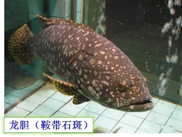 【石斑魚】可能是史上最權威的石斑魚介紹，如何區分珍珠龍膽、龍
