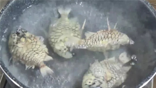 世界上最堅(jiān)硬的魚，它的味道竟然……