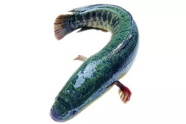 【川菜】水煮烏魚花