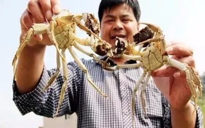 假的陽澄湖大閘蟹你還買？聰明人都去這些地區買了！