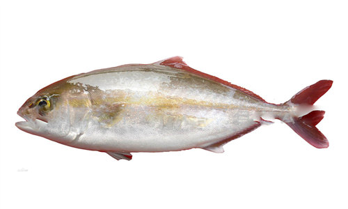 【章紅魚】物美價(jià)廉的鰤?mèng)~親戚，你見過嗎？