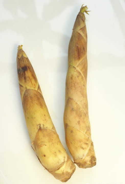 【春季食材】 草長鶯飛，吃春正當時