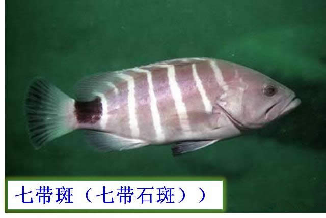 【石斑魚】可能是史上最權威的石斑魚介紹，如何區分珍珠龍膽、龍