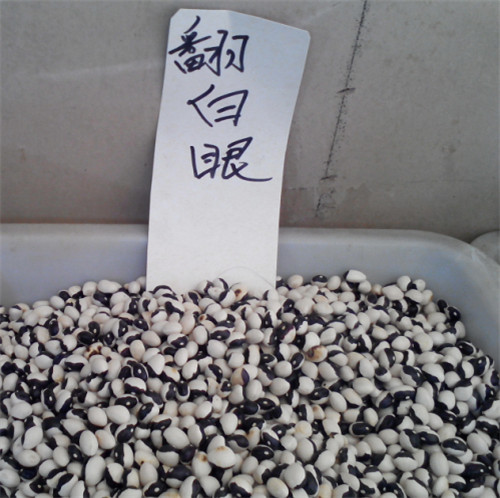 東北有種豆角叫“兔子翻白眼”，比普通豆角貴5倍……