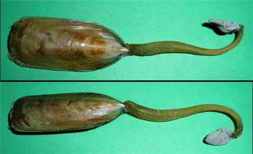 這種極像豆芽的海鮮，很多人沒見過(guò)！