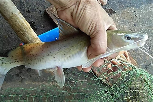 兩廣發(fā)現(xiàn)怪異鯰魚(yú)，疑似入侵物種，專家：釣到一條就能發(fā)財(cái)