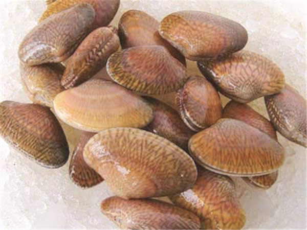 這些帶殼的家伙，你都分得清嗎？