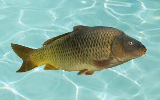 鯉魚的功效作用