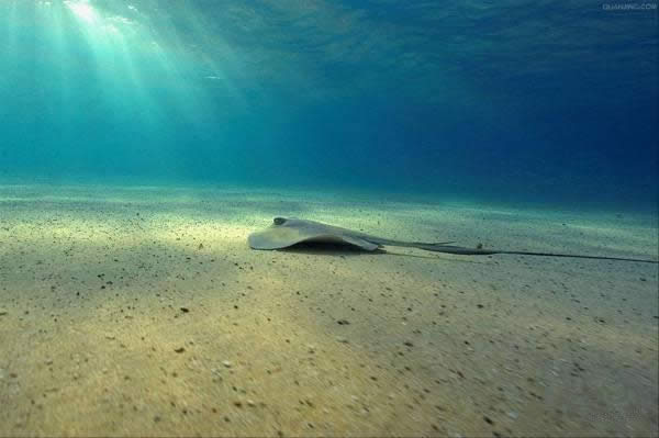 【水產】 鰩、鲼、魟分別是什么魚？跟老板魚又有什么關系？