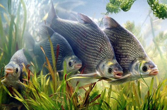 鳊魚1.jpg