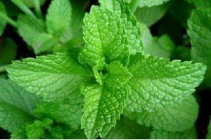想菜肴增添清新感？用它就對了！