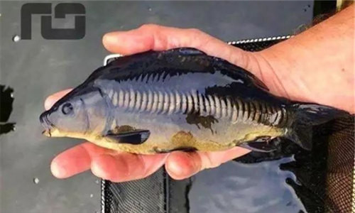 【三道鱗】一種肉質肥厚的“舶來”鯉魚