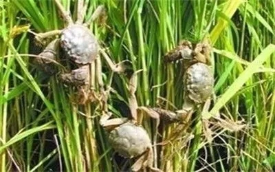 假的陽澄湖大閘蟹你還買？聰明人都去這些地區買了！