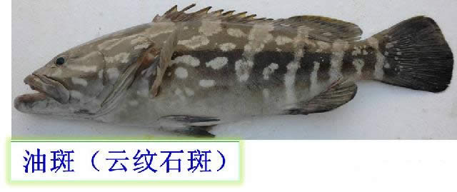 【石斑魚】可能是史上最權威的石斑魚介紹，如何區分珍珠龍膽、龍