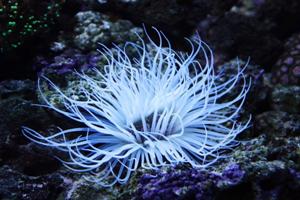 帶毒的花兒——海葵