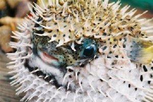 像刺猬一樣容易生氣的河豚近親