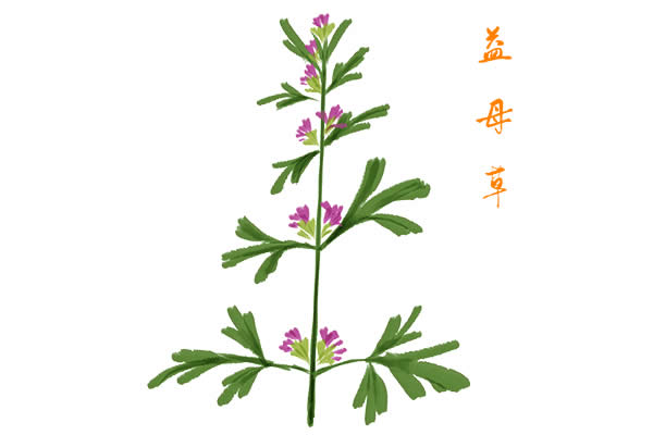 益母草膏的功效與作用