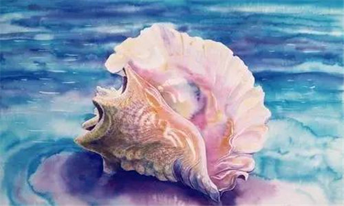 【鳳凰螺】大海中的紅粉女王