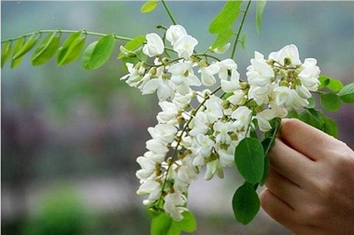 一桌鮮花即成宴！帶你領略云南鮮花宴的魅力！