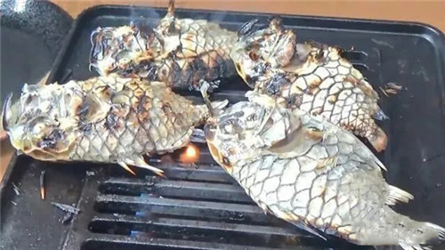 世界上最堅(jiān)硬的魚，它的味道竟然……
