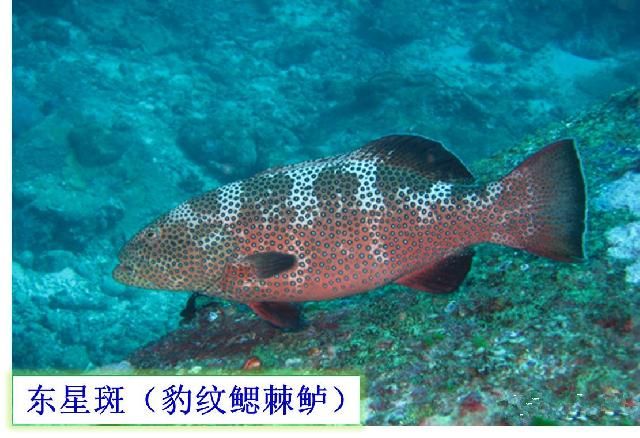 【石斑魚】可能是史上最權威的石斑魚介紹，如何區分珍珠龍膽、龍