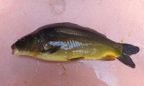 【三道鱗】一種肉質肥厚的“舶來”鯉魚