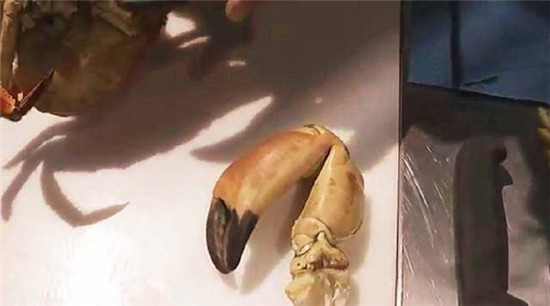 這種肉蟹，蟹黃竟然比蟹足足多10倍！