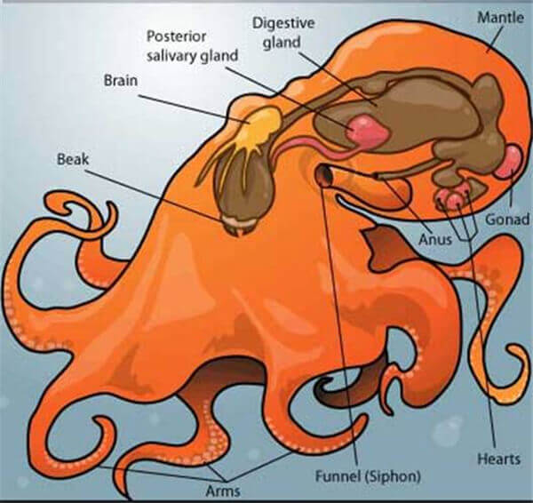 【章魚】廚師們，其實你們并不了解章魚.jpg