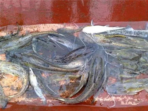 兩廣發(fā)現(xiàn)怪異鯰魚(yú)，疑似入侵物種，專家：釣到一條就能發(fā)財(cái)