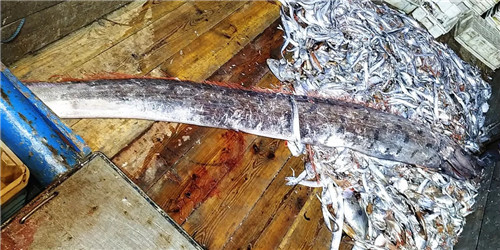 最長達11米！這種“巨型帶魚”到底是什么？真相是……