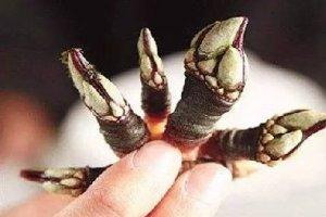 這些奇特的海鮮，你做過多少種？（一）