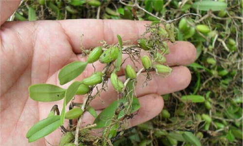 【石橄欖】不起眼的附身植物，廣東人湯鍋里的常客！