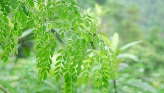 辣木葉