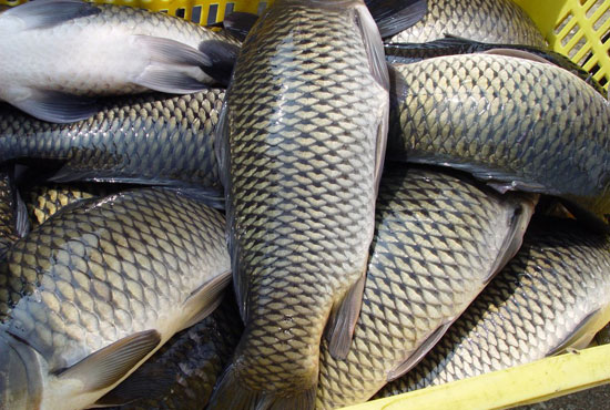 鯉魚的營(yíng)養(yǎng)價(jià)值