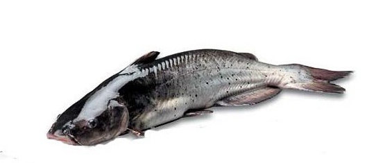 16種春季時(shí)令魚，你做過(guò)多少種？
