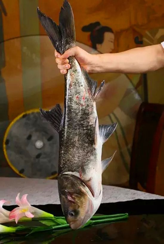 【鰱魚】夏季養(yǎng)顏補腦佳品——鰱魚