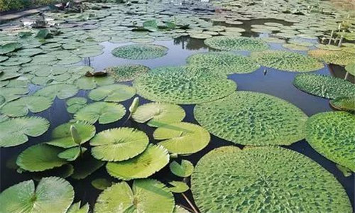 【芡實】水中飄石榴
