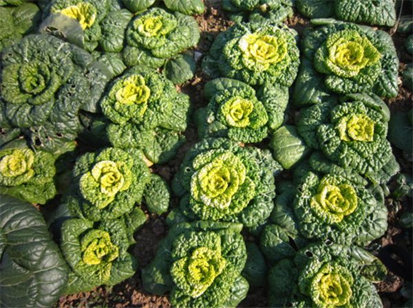 【烏塌菜】被譽(yù)為“維他命”的蔬菜——烏塌菜
