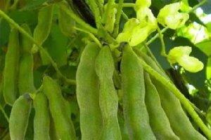 這種小豆子，竟然能壯陽？