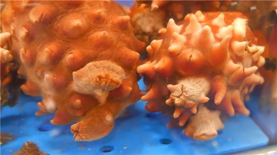 這種最奇特的海鮮食材，你見過嗎？