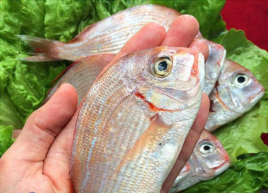 【赤鯮】能防過敏的珍貴海魚——赤鯮的做法及營養功效