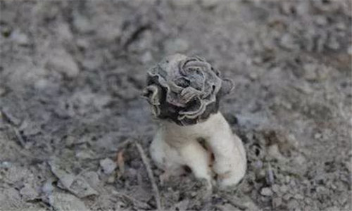 【巴楚菇】被冠以地域標(biāo)簽之名的上等菌類食材，你見過嗎？
