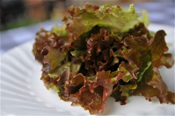 【紫葉生菜】西餐必不可少的蔬菜