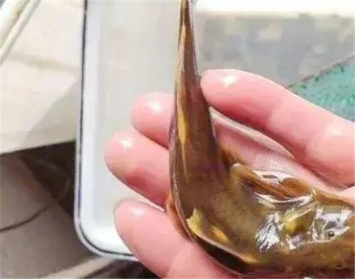 九種正在消失的河鮮，如今有錢也吃不到正宗貨！
