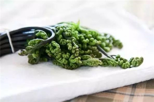 蕨菜有毒不敢用？看完這篇文章全明白了！