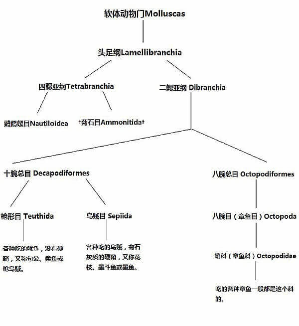 【章魚】廚師們，其實你們并不了解章魚.jpg