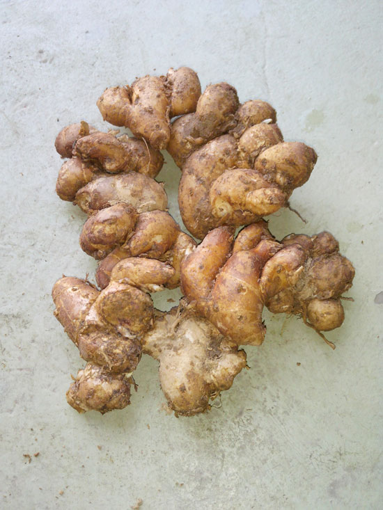 【沙姜】肉類提鮮增香的絕佳搭檔——沙姜