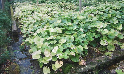 【山葵】世界最貴蔬菜之一，一斤賣八百！