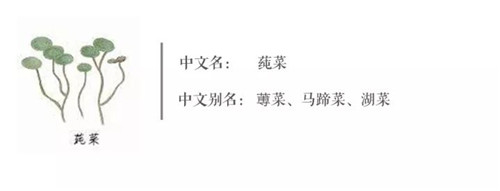 【莼菜】這種食材被譽(yù)為“水中碧螺春”！