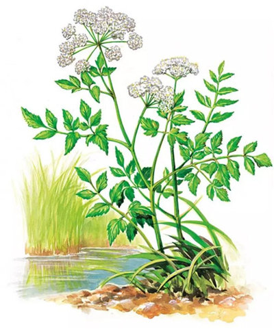 【水芹】味道兩極分化，讓人又愛又恨